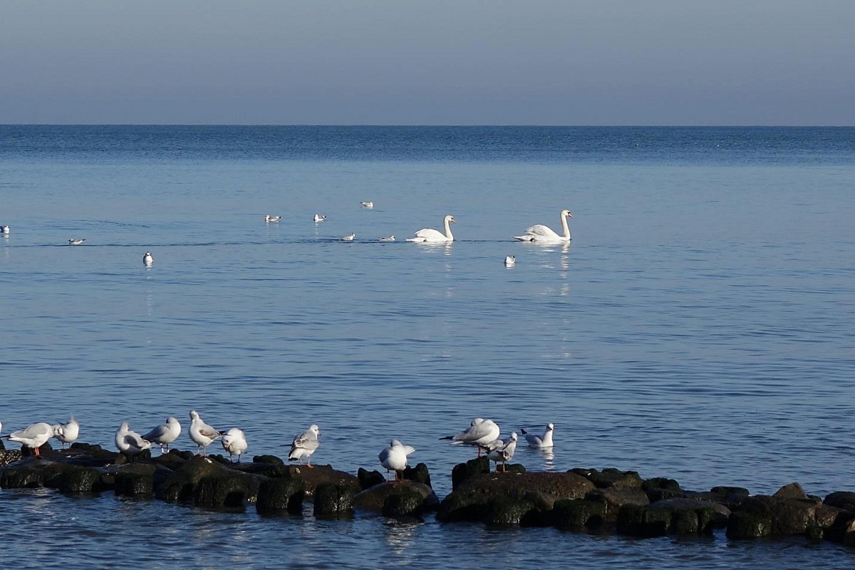 Лебеди на море - Маргарита Батырева