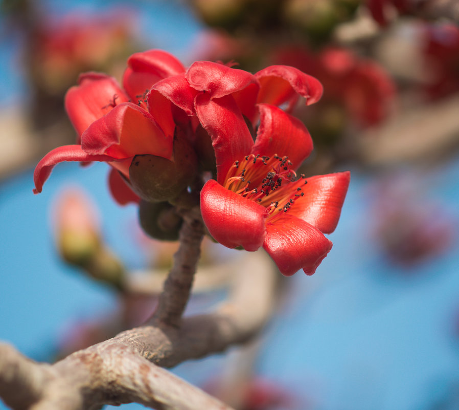 цветок хлопкового дерева - Александр Григорьев