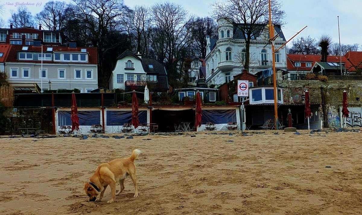 Собака на пляже - Nina Yudicheva