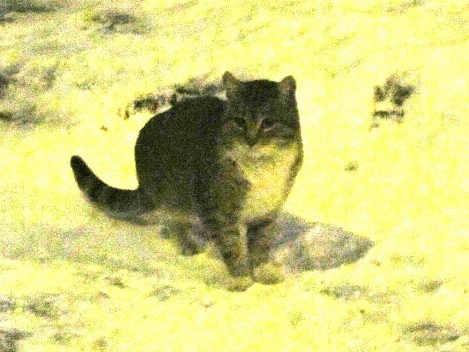 Кошка зимой - Дмитрий Никитин