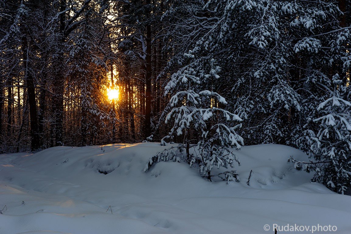 Поздний вечер в зимнем лесу - Сергей 