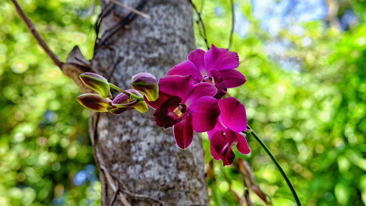 орхидея - Dmitry i Mary S