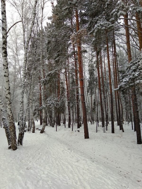 Лес под снежной бахромою ... - Татьяна Котельникова