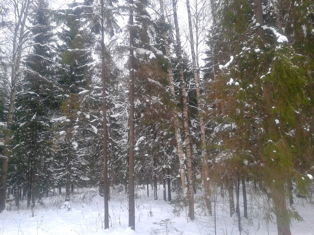 Зима в Баболовском парке - Сапсан 