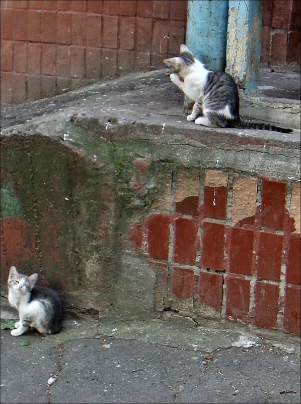 Два котёнка. - Нина Корешкова