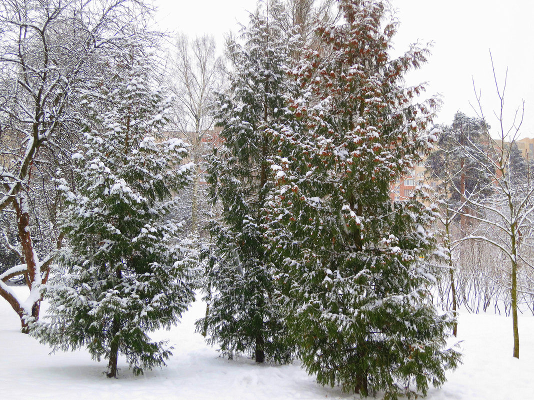 Снегопад - Валентина Жукова