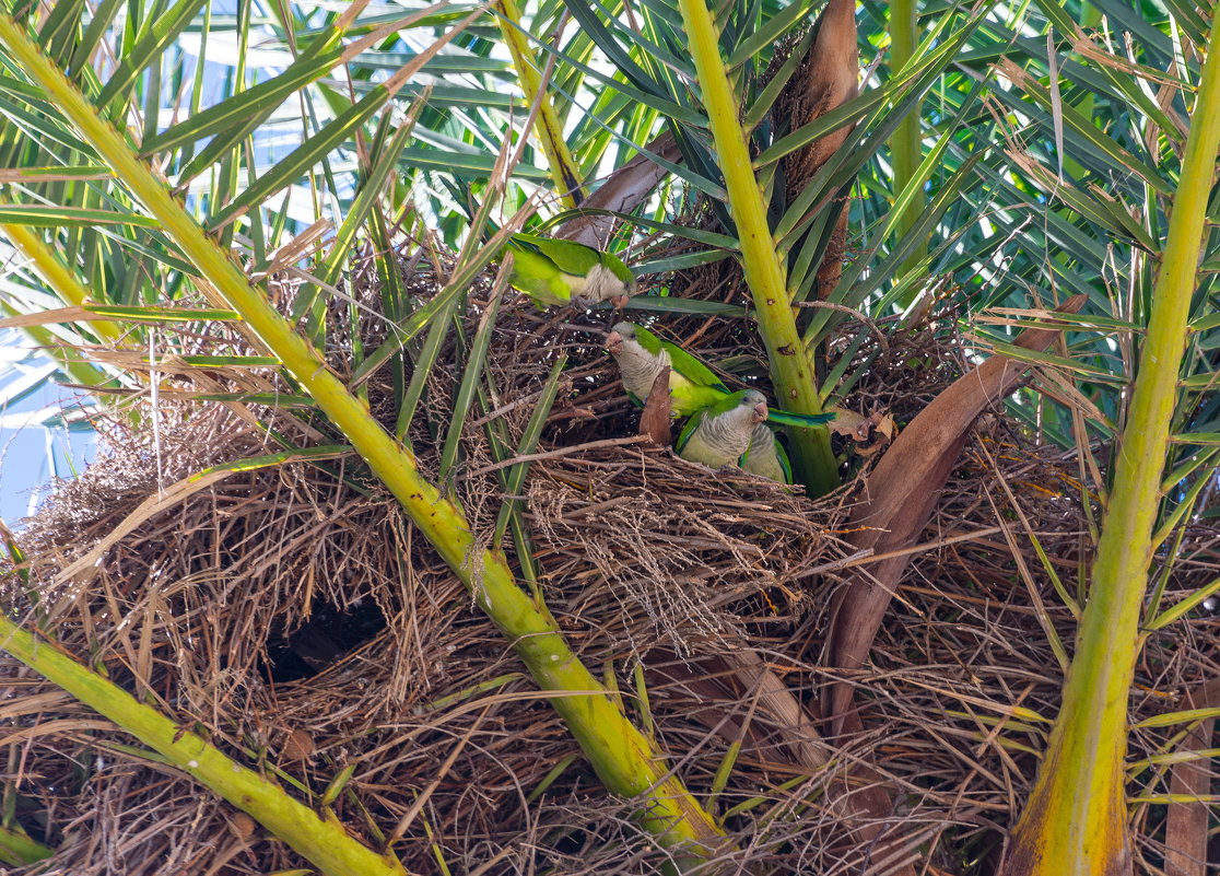 Попугайское гнездо в кроне пальмы - Владимир Брагилевский