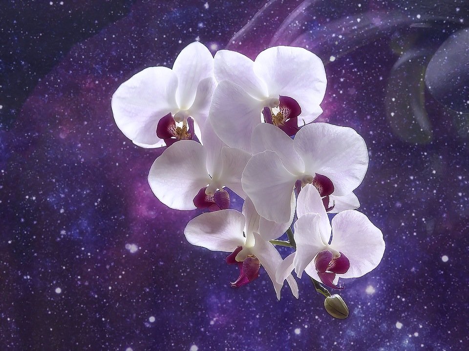 Галактика орхидей - Ирина Приходько