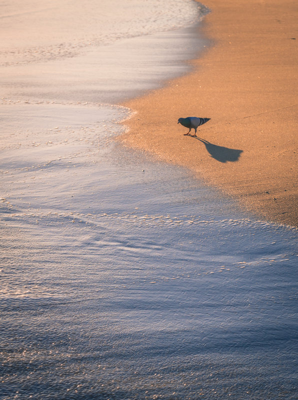 Птица на пляже - Анна Удалова