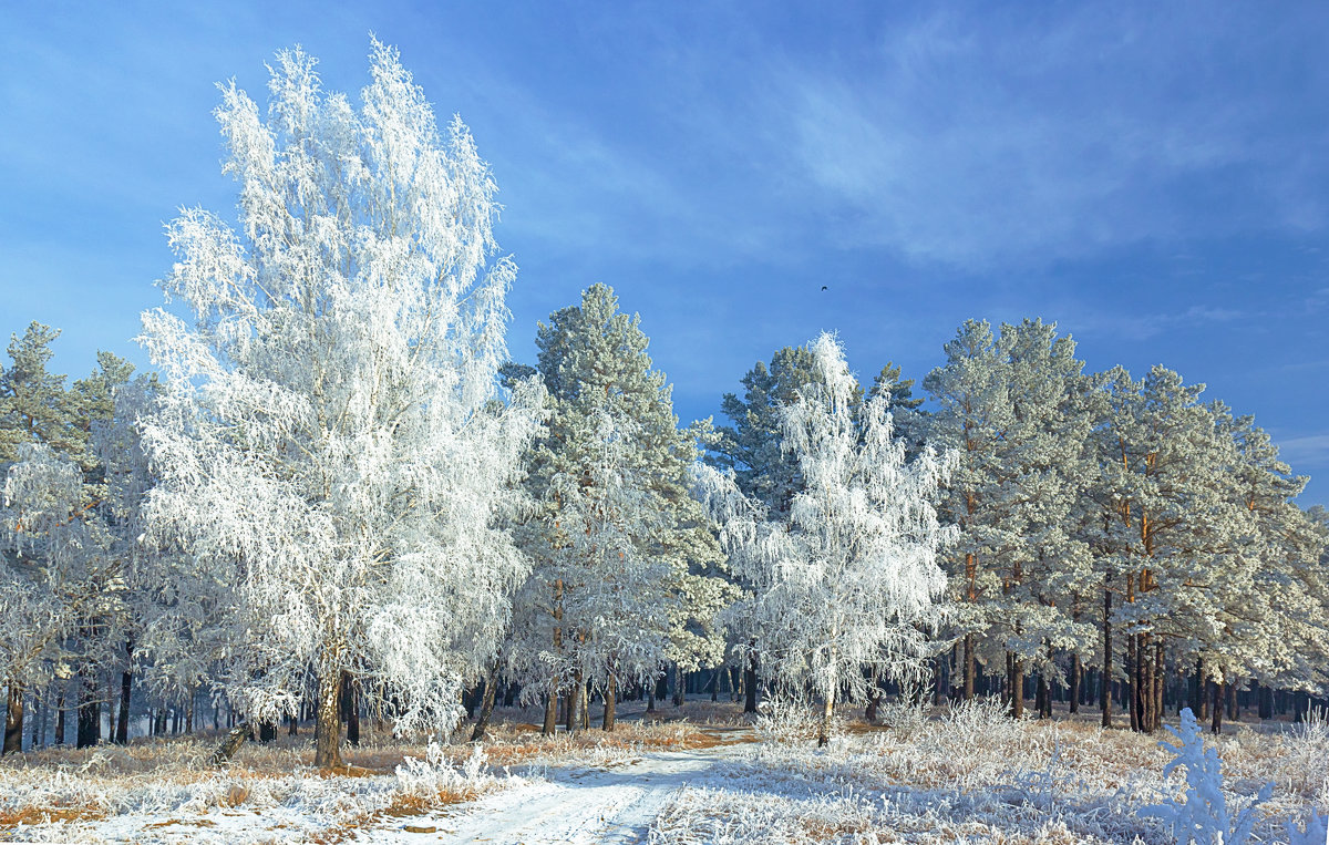 Зимние одежды деревьев - Анатолий Иргл
