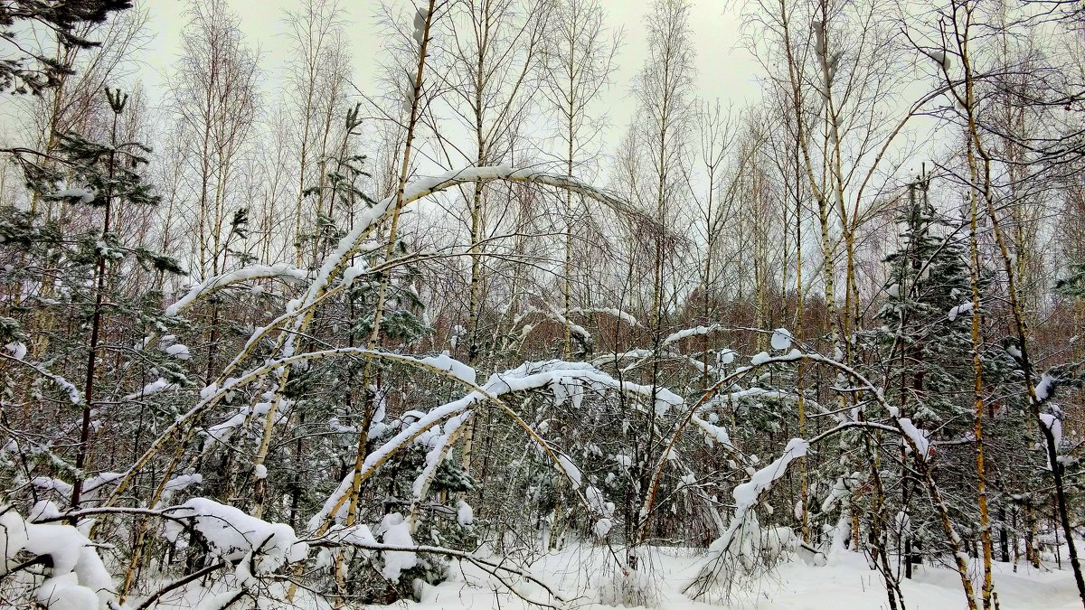 арки зимнего леса - Александр Прокудин