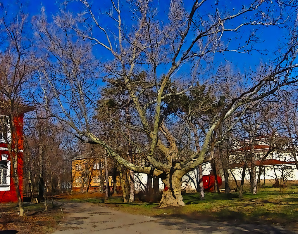 старый платан - Александр Корчемный