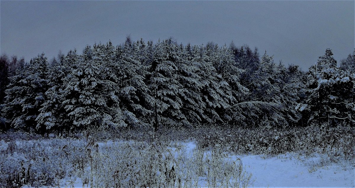 "Задумчивым и чистым стоит над снегом лес" (из песни) - veilins veilins