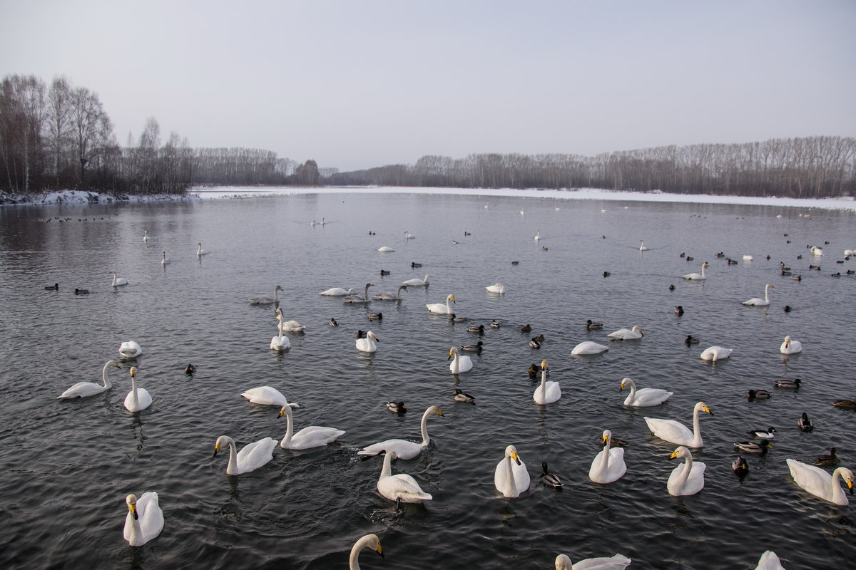 Озеро Лебединое - Виктор Четошников