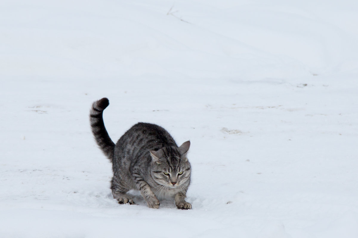 кот в снегу - Егор Чеботаренко