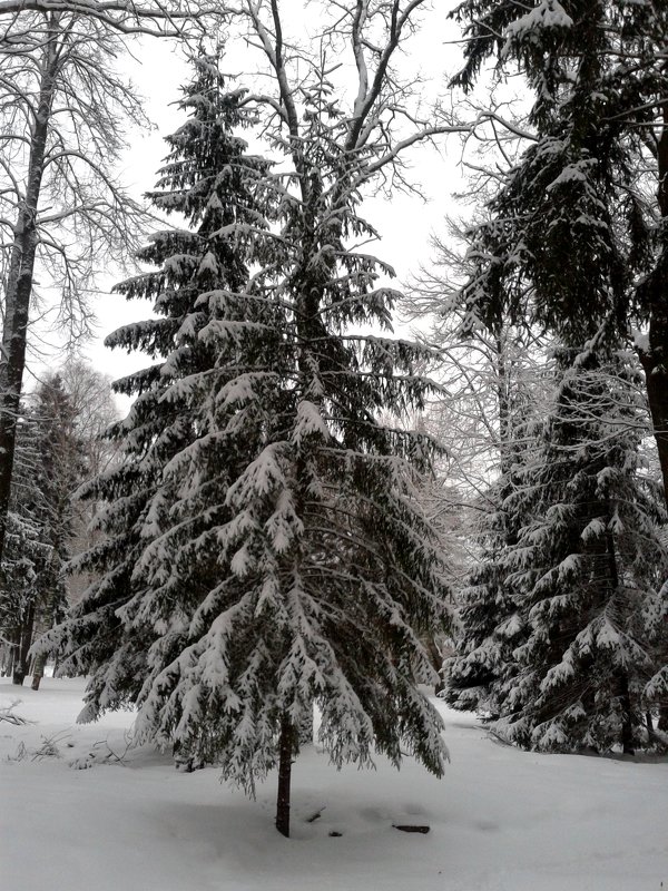 В зимнем лесу - Мила 
