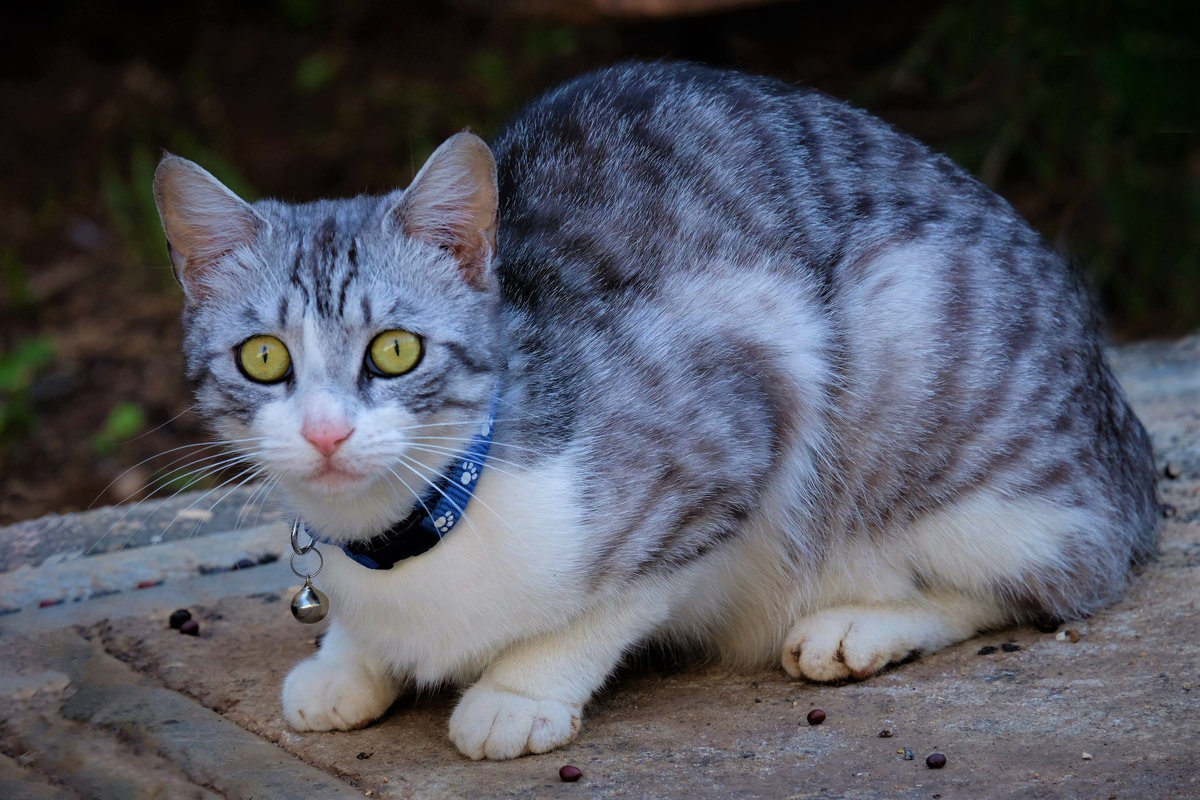 Котик - Александр Деревяшкин