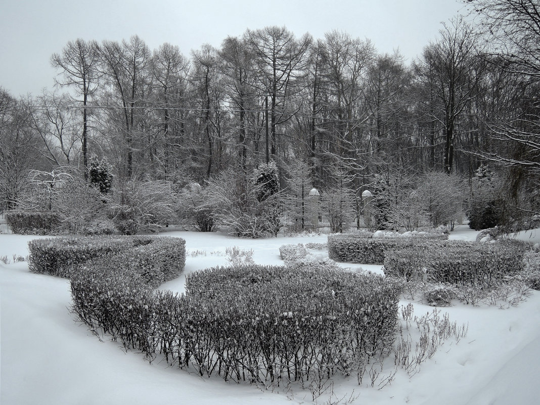 Зимний сад - Денис Масленников