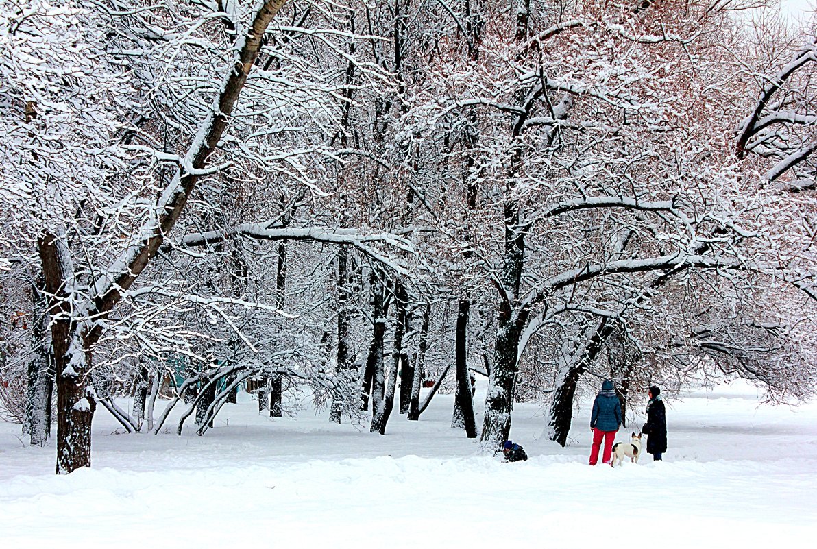 зимний день прогулка Елена Аксамит Социальная сеть ФотоКто 