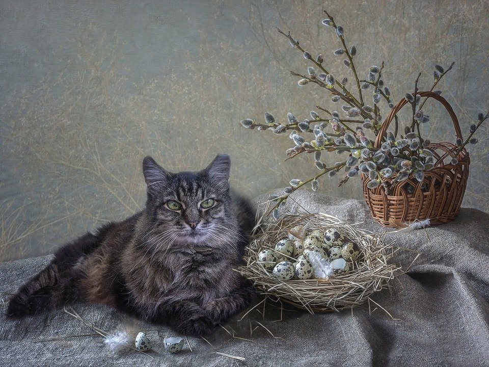 1 марта - Всемирный день кошек - Ирина Приходько