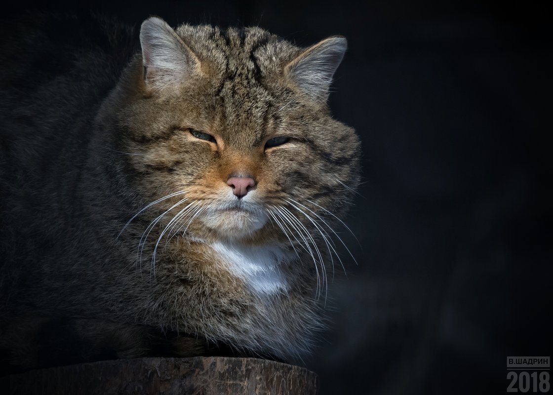 Европейский лесной кот - Владимир Шадрин