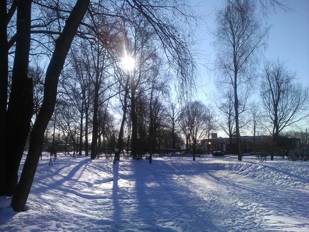 Солнечный день, зимний парк. (Санкт-Петербург). - Светлана Калмыкова