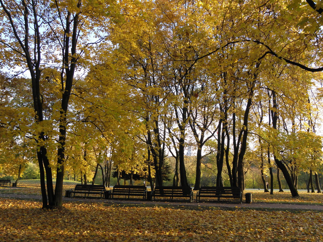 Осенью в парке - Ольга Беляева