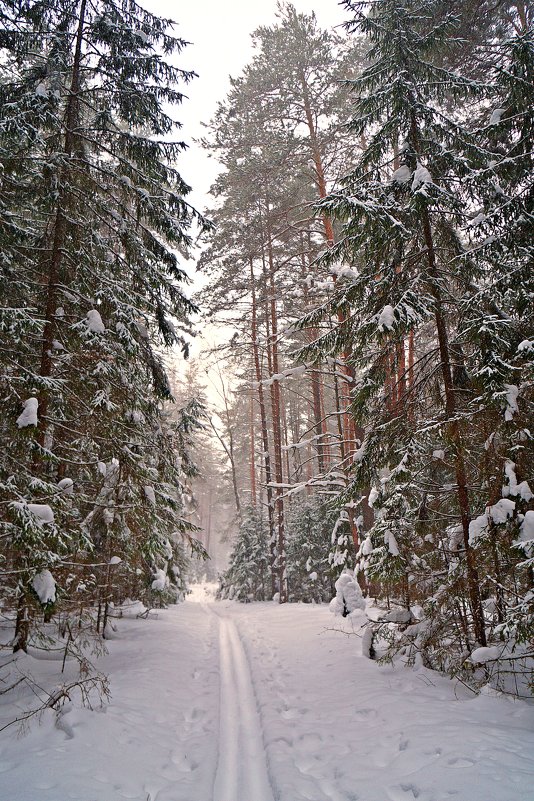 Зимний лес - Mavr -