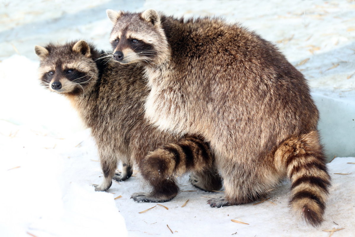 Косумельский енот