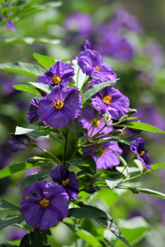 цветок фиолет - Александр Деревяшкин
