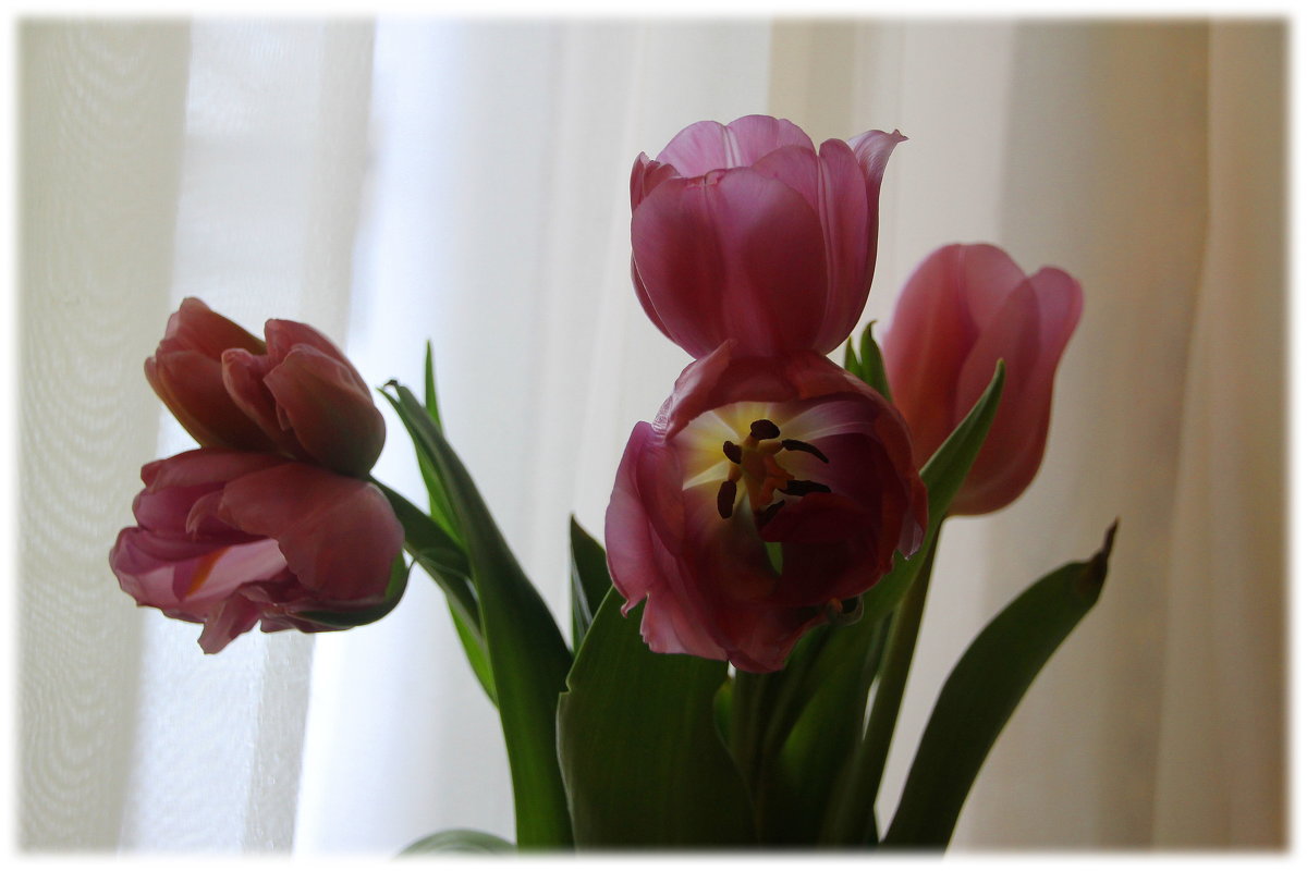 Малютки феи спят в цветах тюльпана.... - Tatiana Markova