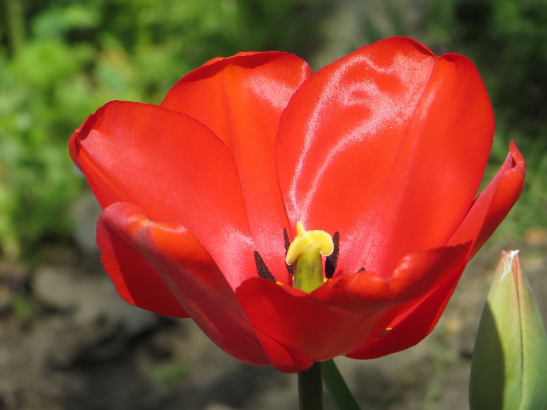 Пылают счастьем красные тюльпаны - Татьяна Смоляниченко