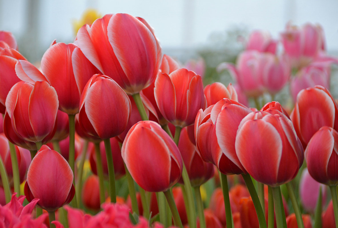 Весенние тюльпаны - НАТАЛИ natali-t8