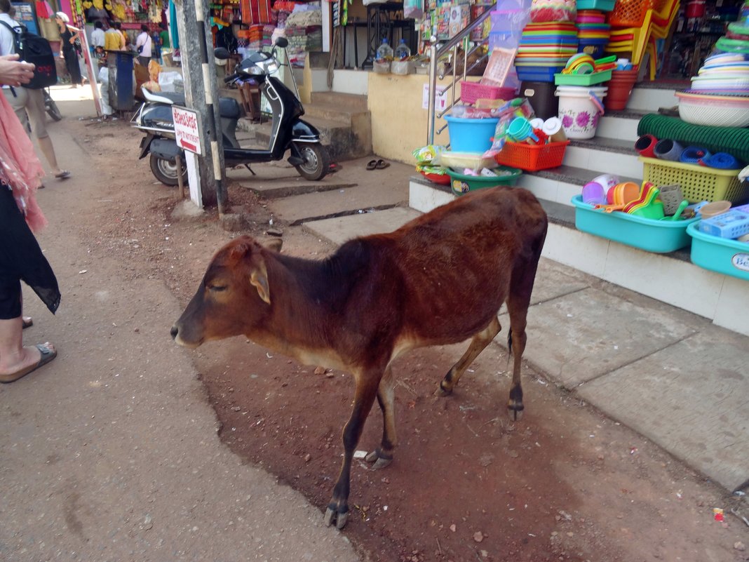 "Священная" корова на улицах Гокарны. - Чария Зоя 