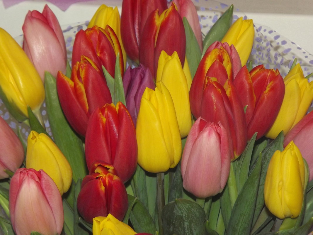 Ах,эти первые тюльпаны природы искренний подарок! - Нина Андронова