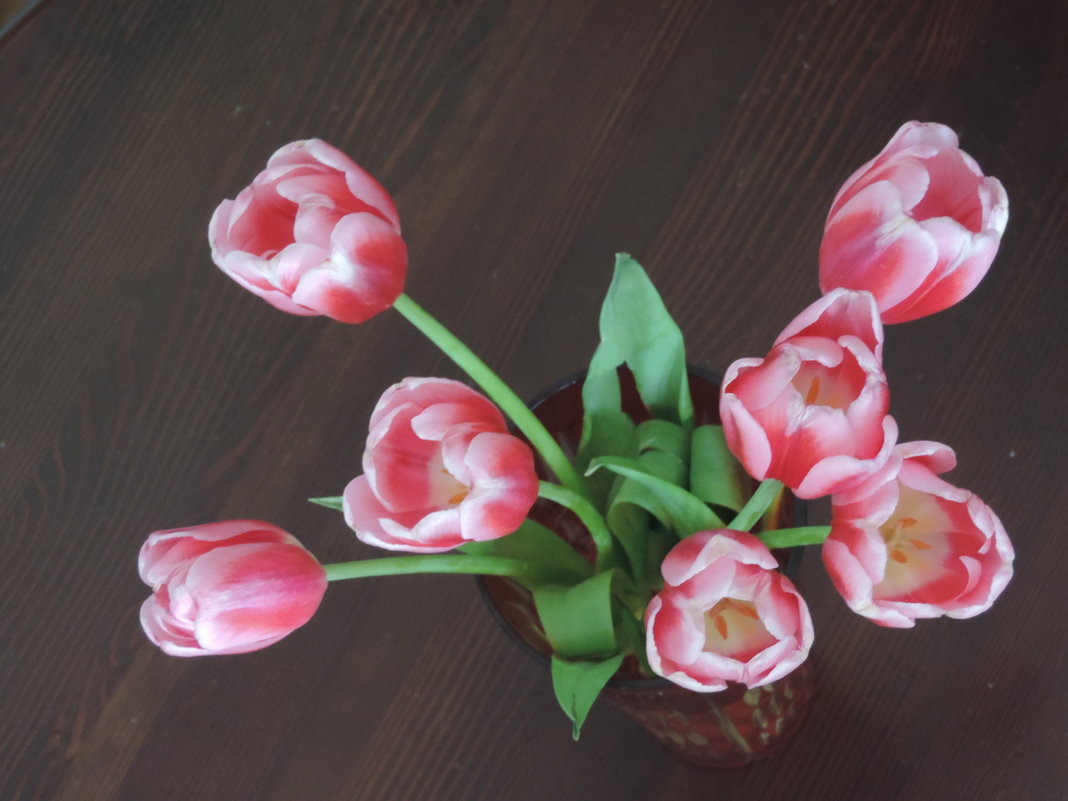 тюльпаны - Taina 