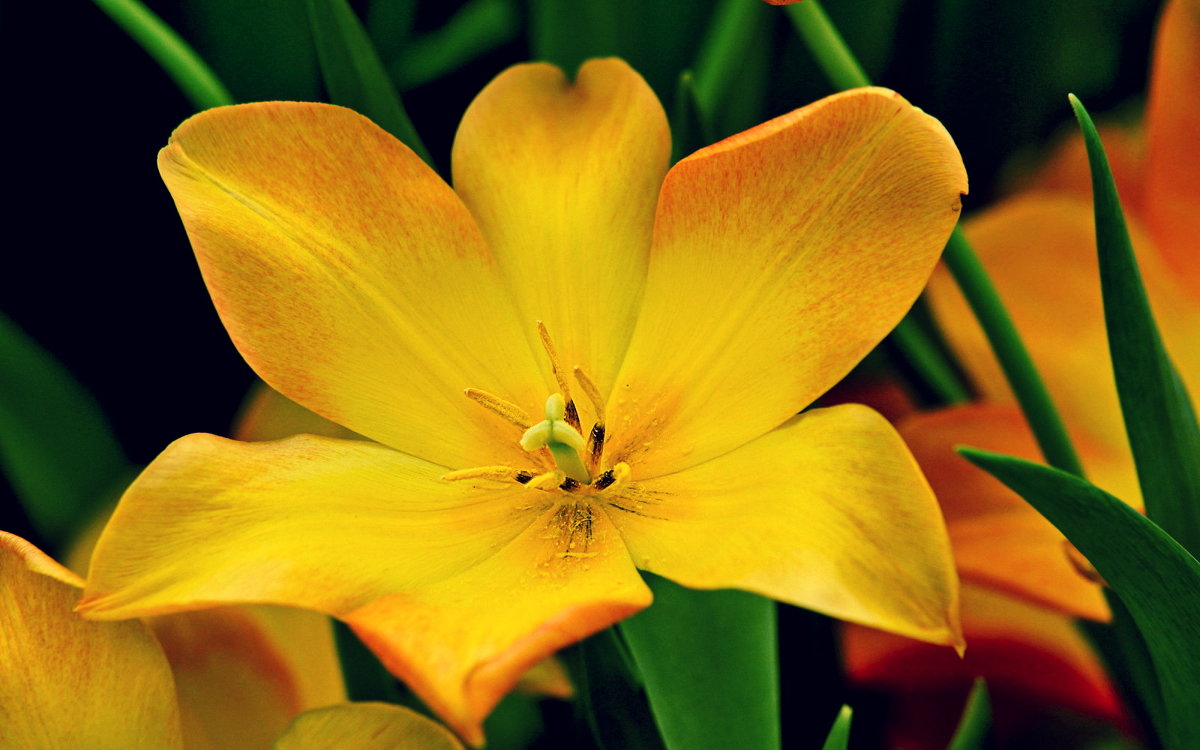 Желтые тюльпаны - - Derjavin -
