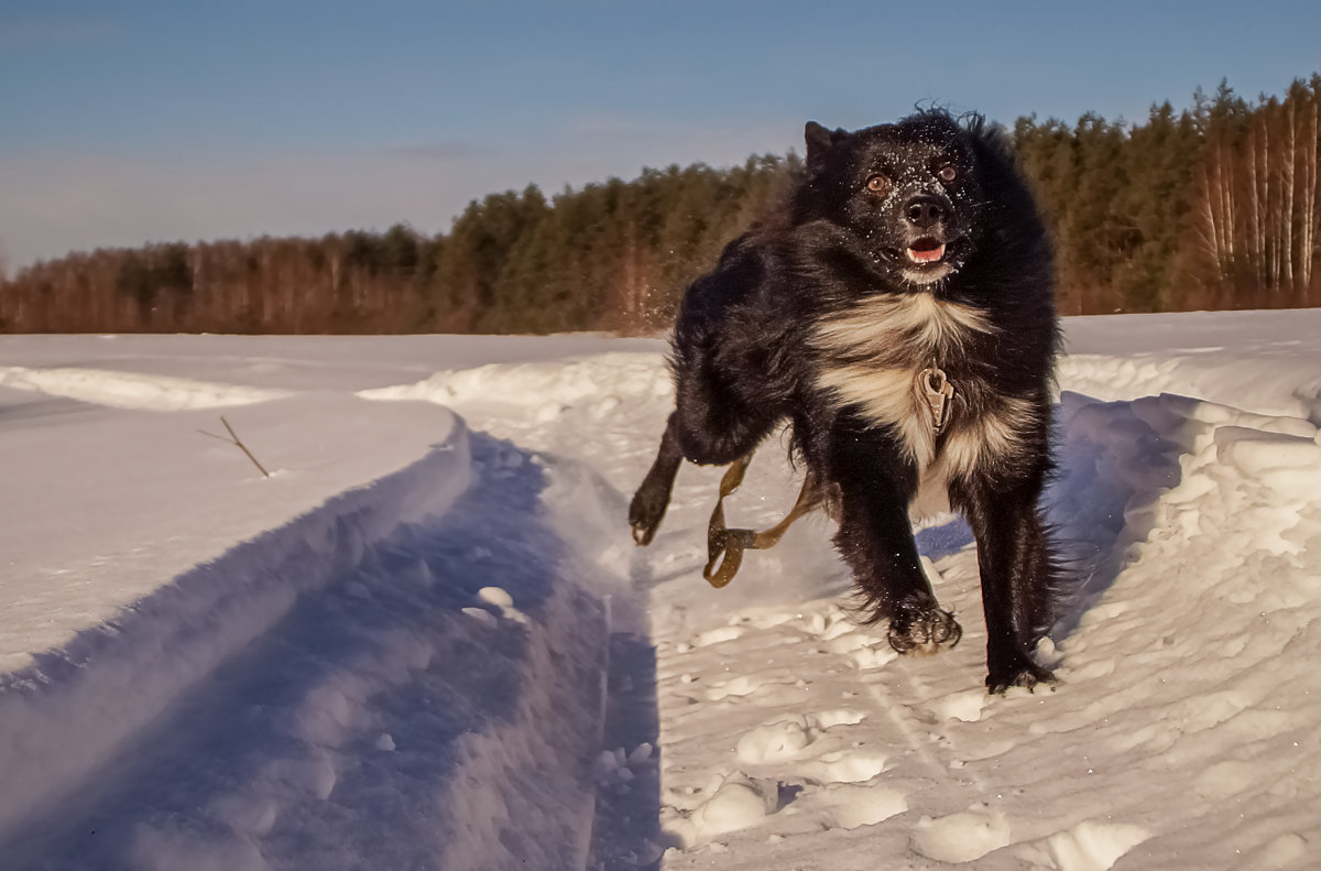 Чёрная собака на белом снегу - Андрей Дворников