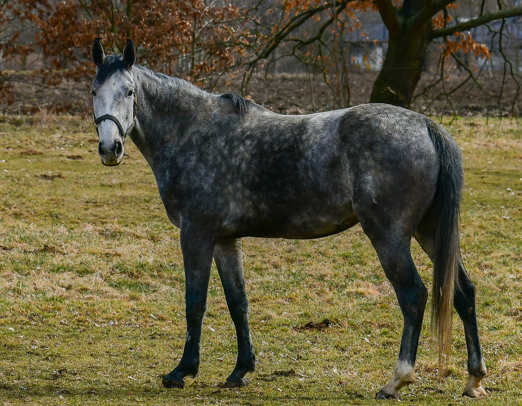 Лошадь - Lana Kasiková