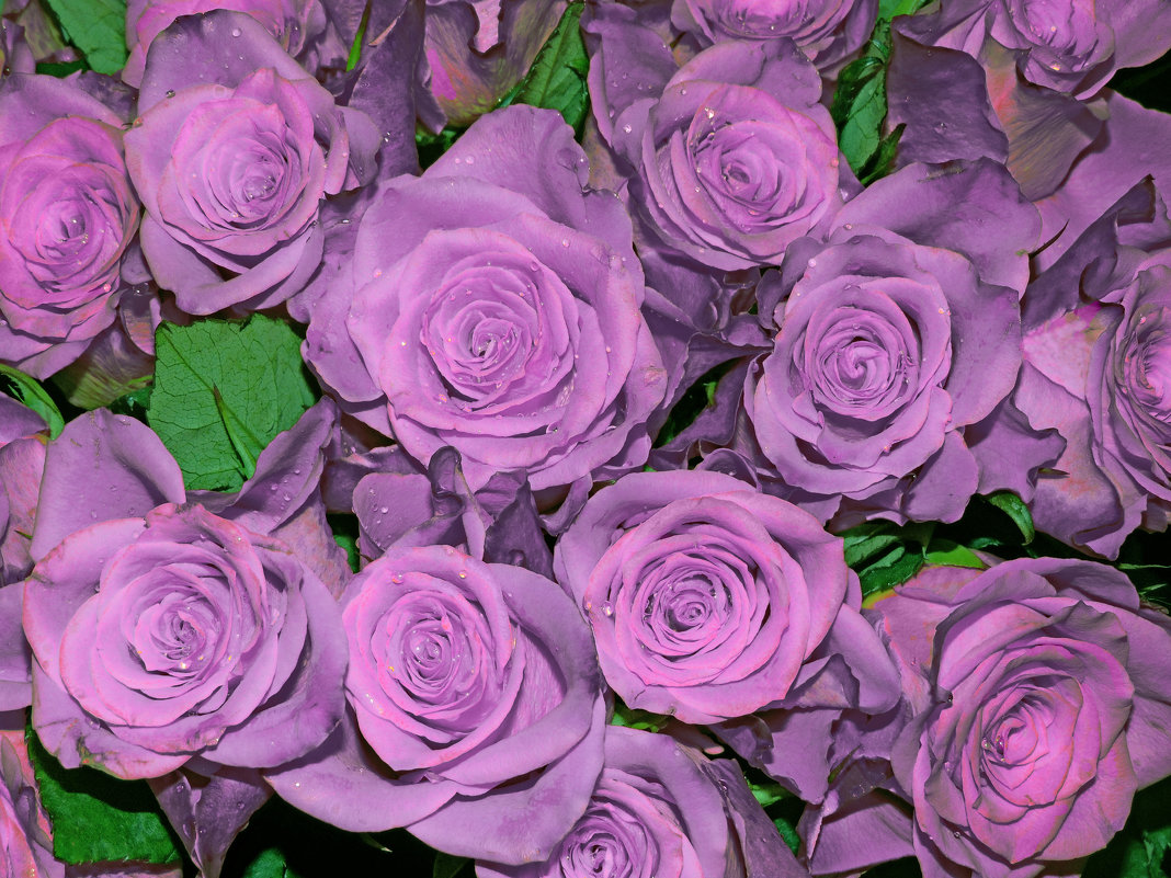 Лиловые розы - Попкова Александра 