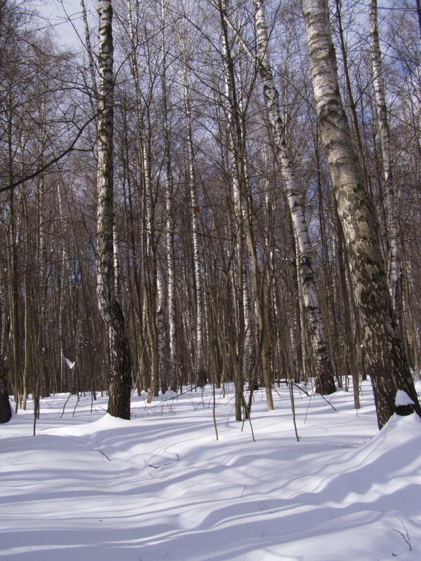 зимний лес на фоне весеннего неба - Анна Воробьева