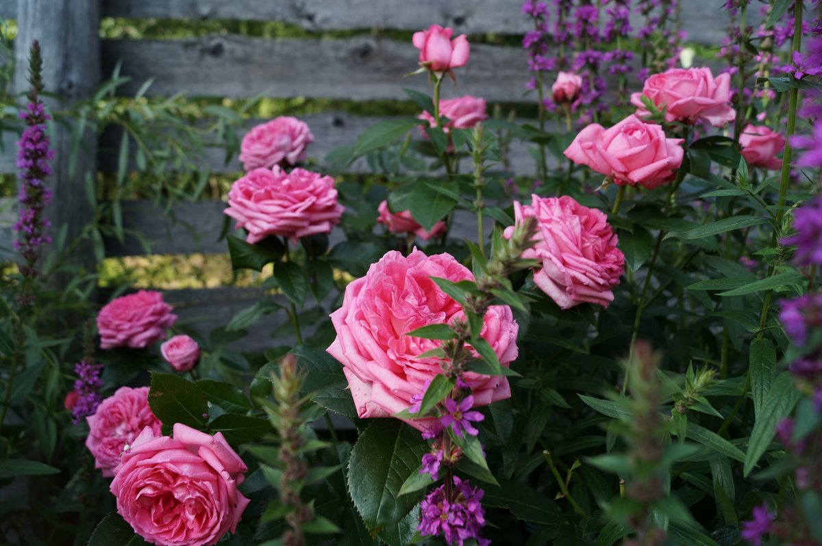 роза La Rose de Molinard - lenrouz 