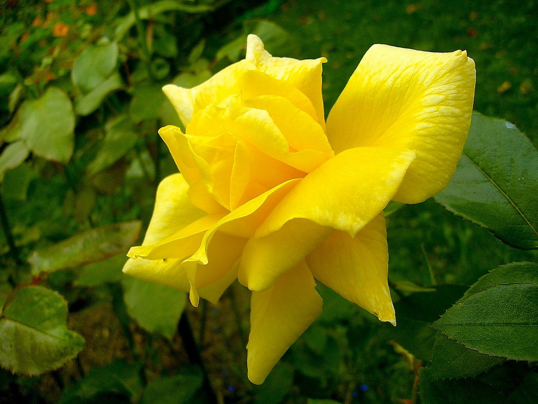 Роза жёлтая, роза чайная... - Лия ☼