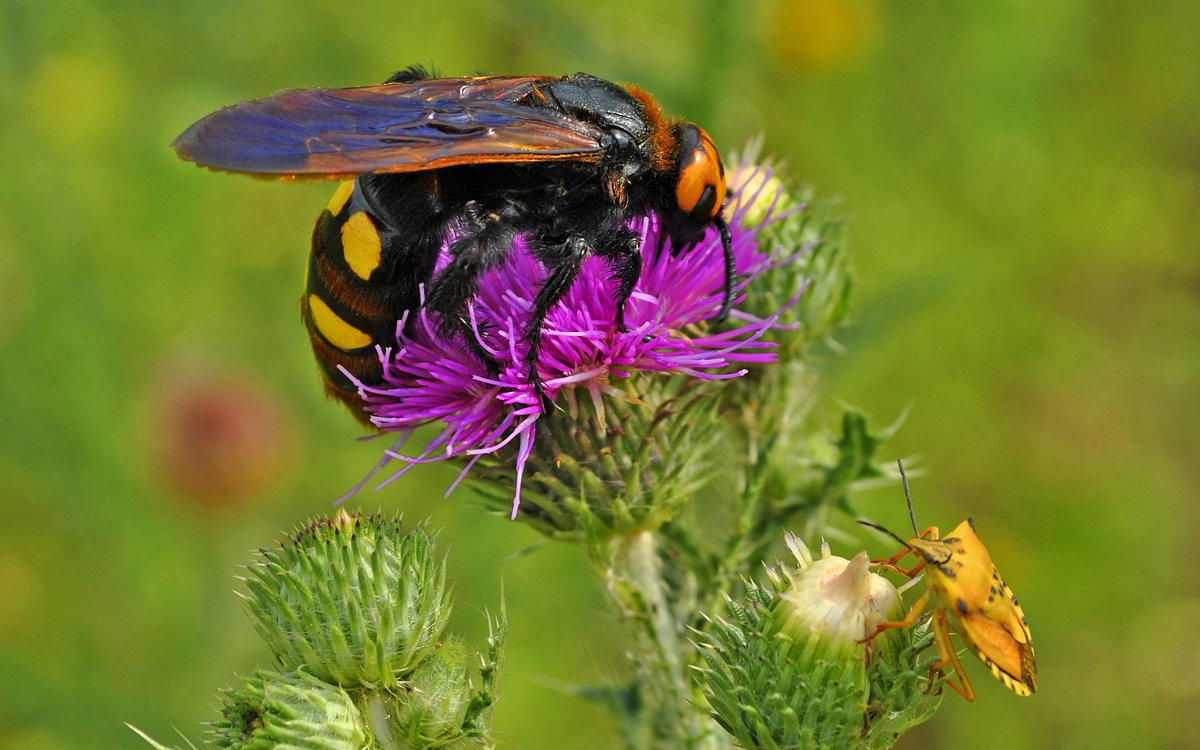 Megascolia maculata - Vit 