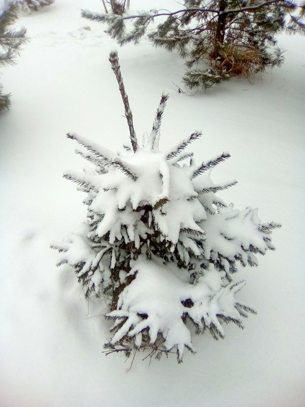 Белоснежно снежно - Милагрос Экспосито