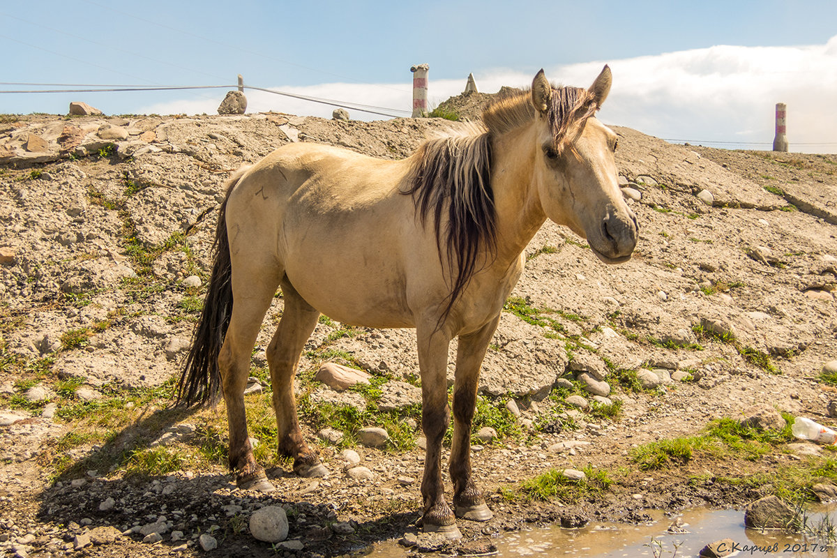 Монгольская лошадь - Сергей Карцев