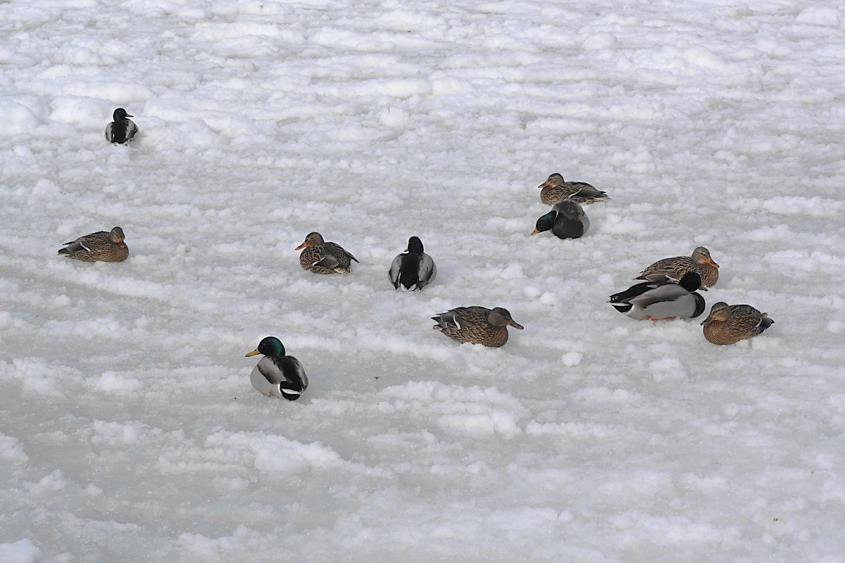 Утки отдыхают на снежно-ледовом покрывале - Маргарита Батырева
