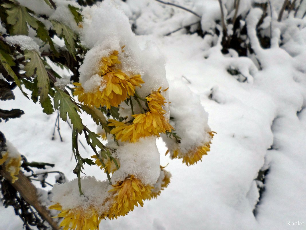 Цветы в снегу - Lybov 
