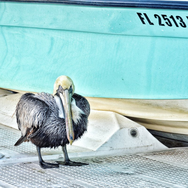 Pelicans - Анастасия Громова