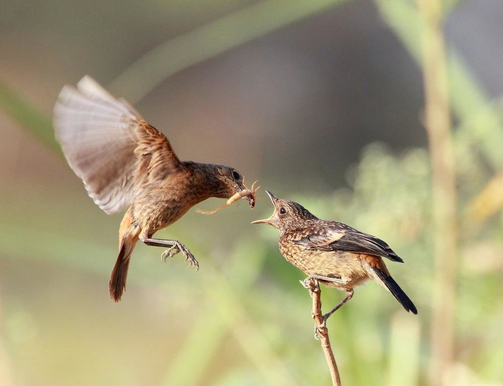 feeding her baby - ian 35AWARDS